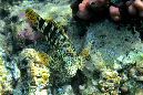 272-1-209-1-Riesen-Korallenwaechter-2012-06-01-90