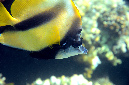 352-0-250-0-Rotmeer-Wimpelfisch-2012-11-01-90