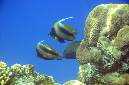 352-4-250-1-Korallenriff-2012-25-01-90