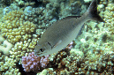 380-0-Messing-Ruderfisch-(Kyphosus%20vaigiensis)-2014-04-01-90