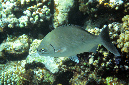 380-1-Messing-Ruderfisch-(Kyphosus%20vaigiensis)-2014-01-01-90