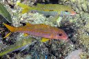 443-4-Gelbflossen-Barbe-(Mulloidichthys%20vanicolensis)-2014-03-01-90