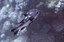 465-2-Schwarzer%20Schnapper-(Macolor%20niger)-2014-03-01-90