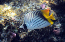 481-2-Faehnchen-Falterfisch-(Chaetodon%20auriga)-2014-01-01-90