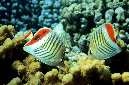 482-1-Rotmeer-Winkelfalterfisch-(Caetodon%20paucifasciatus)-2014-04-01-90