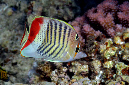 482-2-Rotmeer-Winkelfalterfisch-(Caetodon%20paucifasciatus)-2014-03-01-90