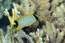 486-1-255-1-Sparren-Falterfisch-juv.-2012-07-01-90