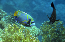 502-1-Imperator-Kaiserfisch-(Pomacanthus%20imperator)-2014-02-01-90