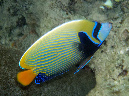 502-2-047-03-imperator-kaiserfisch-10-03-02-80