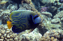 502-3-Imperator-Kaiserfisch-(Pomacanthus%20imperator)-2014-07-01-90