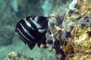 522-0-Graustreifen-Sergeant-(Abudefduf%20septemfasciatus)-2014-02-01-90