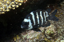 522-2-Graustreifen-Sergeant-(Abudefduf%20septemfasciatus)-2014-10-01-90