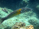 582-0-065-zigarren-lippfisch-10-01-01-80