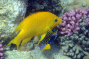 583-2-248-0-Stuelpmaul-Lippfisch-2012-03-01-90