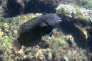 586-0-230-0-Brauner-Baeumchenfisch-2012-03-01-90