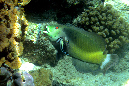 586-1-230-1-Brauner-Baeumchenfisch-2012-06-01-90