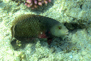 586-2-230-2-Brauner-Baeumchenfisch-2012-13-01-90