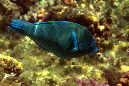 587-1-244-1-Zweifarben-Bannerlippfisch-2012-03-01-90