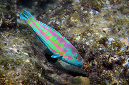 600-0-Brandungs-Junker-(Thalassoma%20purpureum)-2014-02-01-90