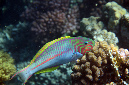 601-1-Rotmeer-Junker-(Thalassoma%20rueppellii)-2014-02-01-90