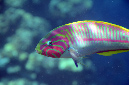 601-2-Rotmeer-Junker-(Thalassoma%20rueppellii)-2014-04-01-90