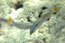 602-0-095-0-Zickzack-Junker%20(Halichoeres%20scapularis)-juv-2012-01-01-90