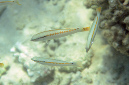 602-1-095-1-Zickzack-Junker%20(Halichoeres%20scapularis)-juv-2012-02-01