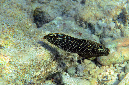 606-1-Streifen-Junker-juv.-(Halichoeres%20marginatus)-2014-02-01-90