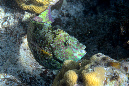 621-2-150-0-Blattgruener-Papageifisch-2012-02-01-90