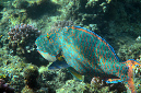 622-6-Masken-Papageifisch-(Cetoscarus%20bicolor)-2014-02-01-90