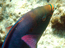 623-0-067-2-kalawy-2009%20(232)schw-papageifisch-01-80