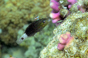 625-3-Kugelkopf-Papageifisch-(Clorurus%20sordidus)-2014-05-01-90