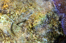 644-3-Chromosomen-Felsenspringer-(Blenniella%20periophthalmus)-2014-09-01-90