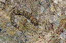 645-0-Felsen-Kammzaehner-(Istiblennius%20unicolor)-2014-01-b-02-90