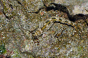 645-1-Felsen-Kammzaehner-(Istiblennius%20unicolor)-2014-06-b-01-90