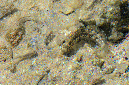 645-4-Felsen-Kammzaehner-(Istiblennius%20unicolor)-2014-22-b-01-90