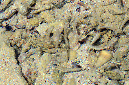 645-5-Felsen-Kammzaehner-(Istiblennius%20unicolor)-2014-23-b-01-90