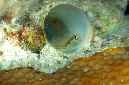 647-0-Blaubauch-Kammzaehner-(Alloblennius%20pictus)-2014-09-01-90