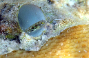 647-2-Blaubauch-Kammzaehner-(Alloblennius%20pictus)-2014-10-01-90