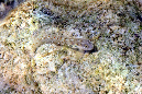 647-4-Blaubauch-Kammzaehner%20(Alloblennius%20pictus)DSC_4206-02-90