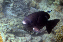 680-1-305-1-Brauner-Kaninchenfisch-2012-13-01-90