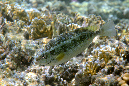 682-0-306-0-Rotmeer-Kaninchenfisch-2012-01-01-90