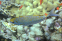 683-3-307-2-Silber-Kaninchenfisch-2012-06-01-90