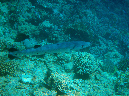 700-2-058-02-kalawy-2009%20(84)baracuda-01-80