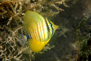 720-1-237-1-Indischer-Segelflosser-juv-2012-07-01-90