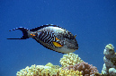723-4-Arabischer%20Doctorfisch-(Acanthurus%20sohal)-2014-02-01-90
