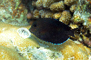 724-0-Brauner-Goldtupfen-Doktorfisch-(Acanthurus%20nigrofuscus)-2014-01-01-90