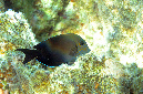 724-1-Brauner-Goldtupfen-Doktorfisch-(Acanthurus%20nigrofuscus)-2014-02-01-90