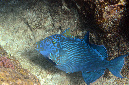 740-2-Blaustreifen-Drueckerfisch-(Pseudobalistes%20fuscus)-2014-04-b-01-90
