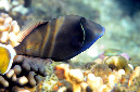 743-0-Halbmond-Drueckerfisch-(Sufflamen%20chrysopterum)-2014-01-01-90